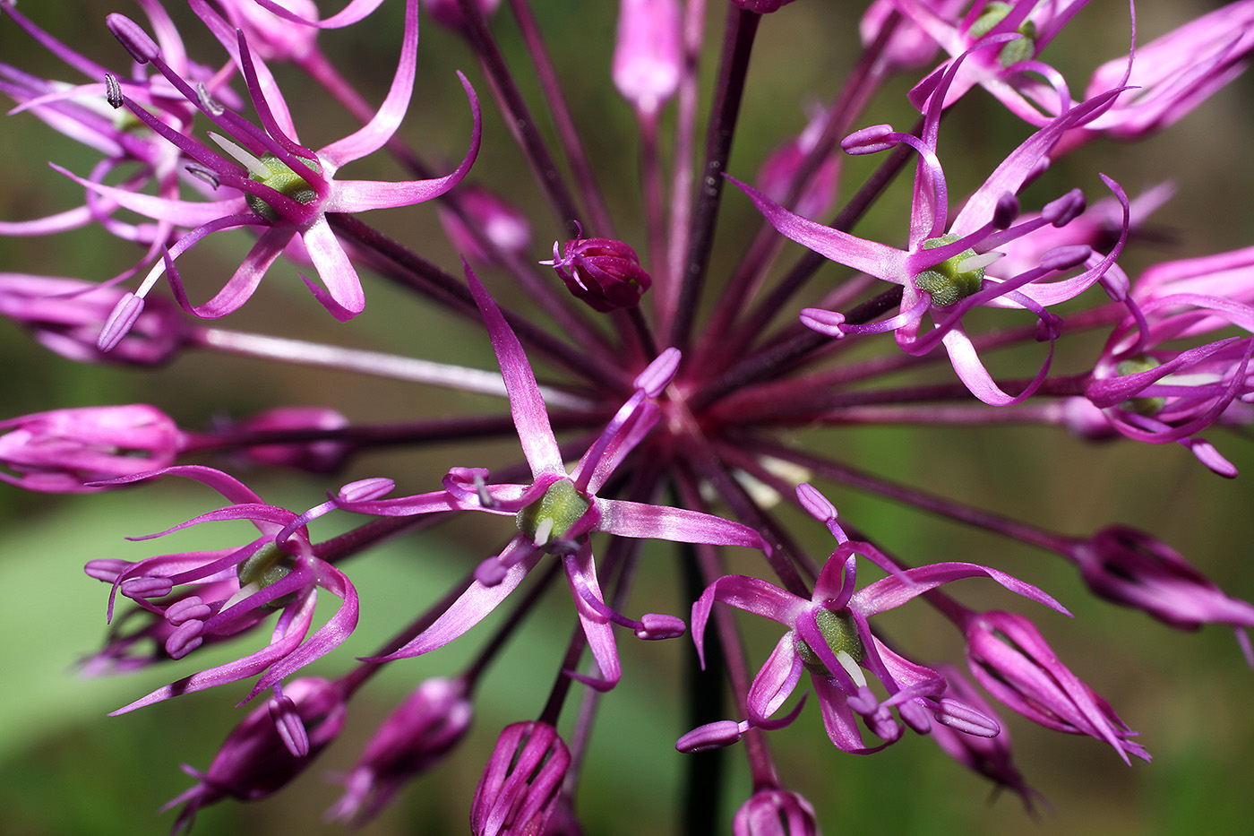 Изображение особи Allium rosenorum.