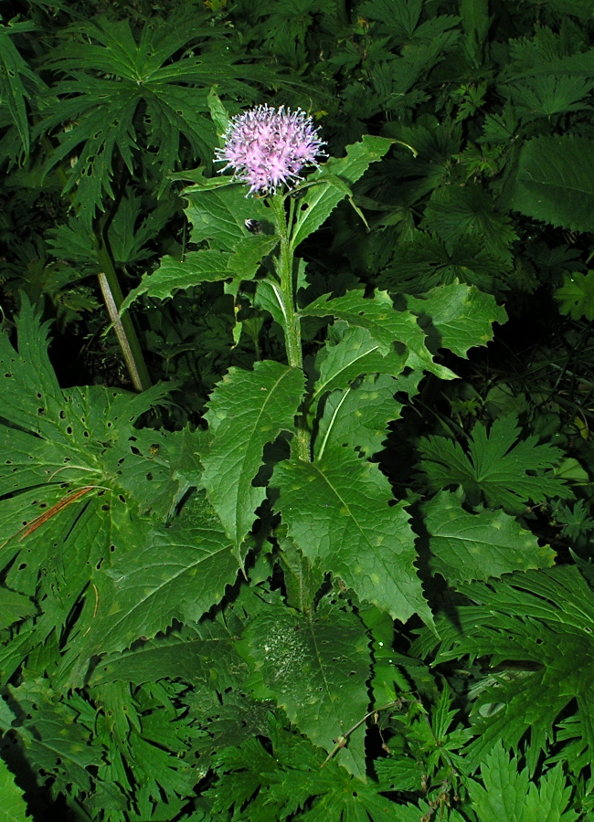 Image of Saussurea latifolia specimen.