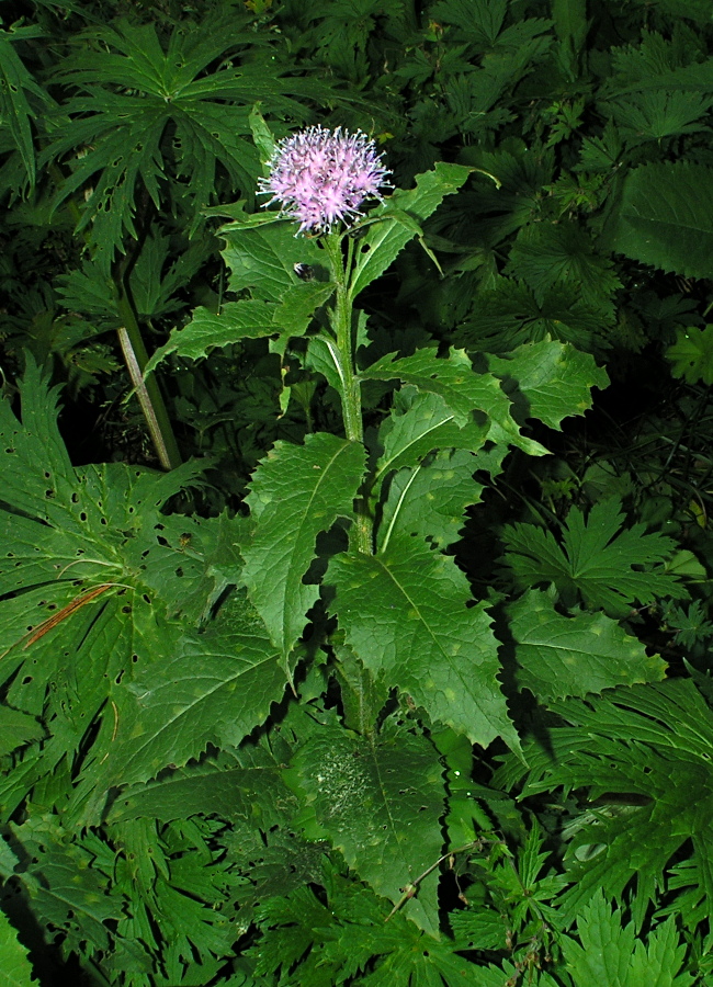 Изображение особи Saussurea latifolia.