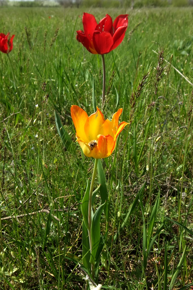 Изображение особи Tulipa suaveolens.