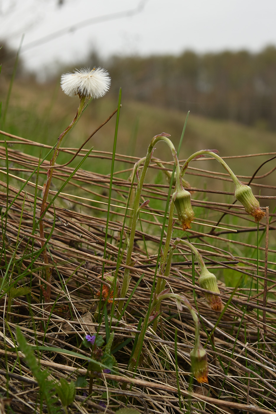 Image of Tussilago farfara specimen.