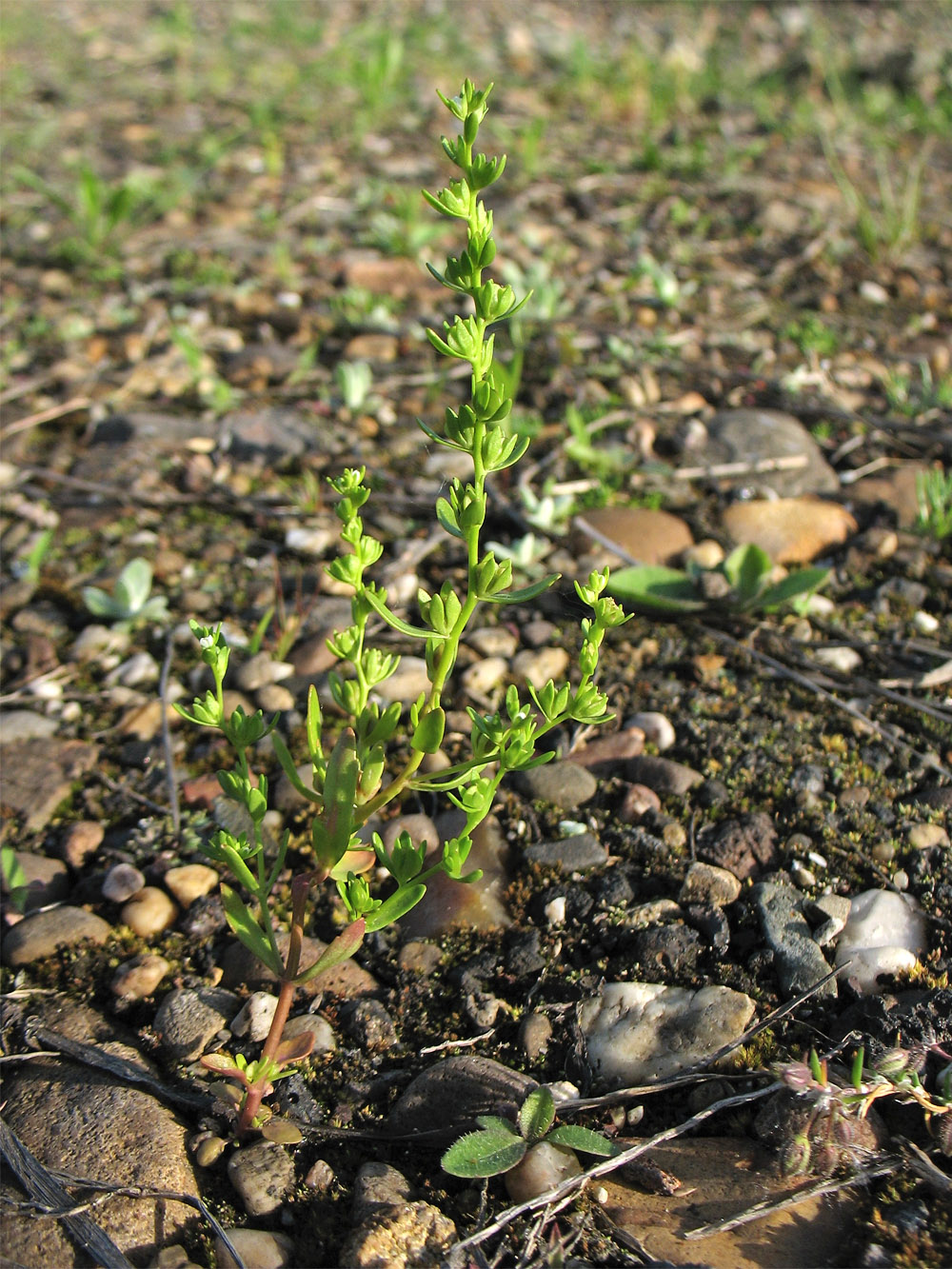 Image of Veronica peregrina specimen.