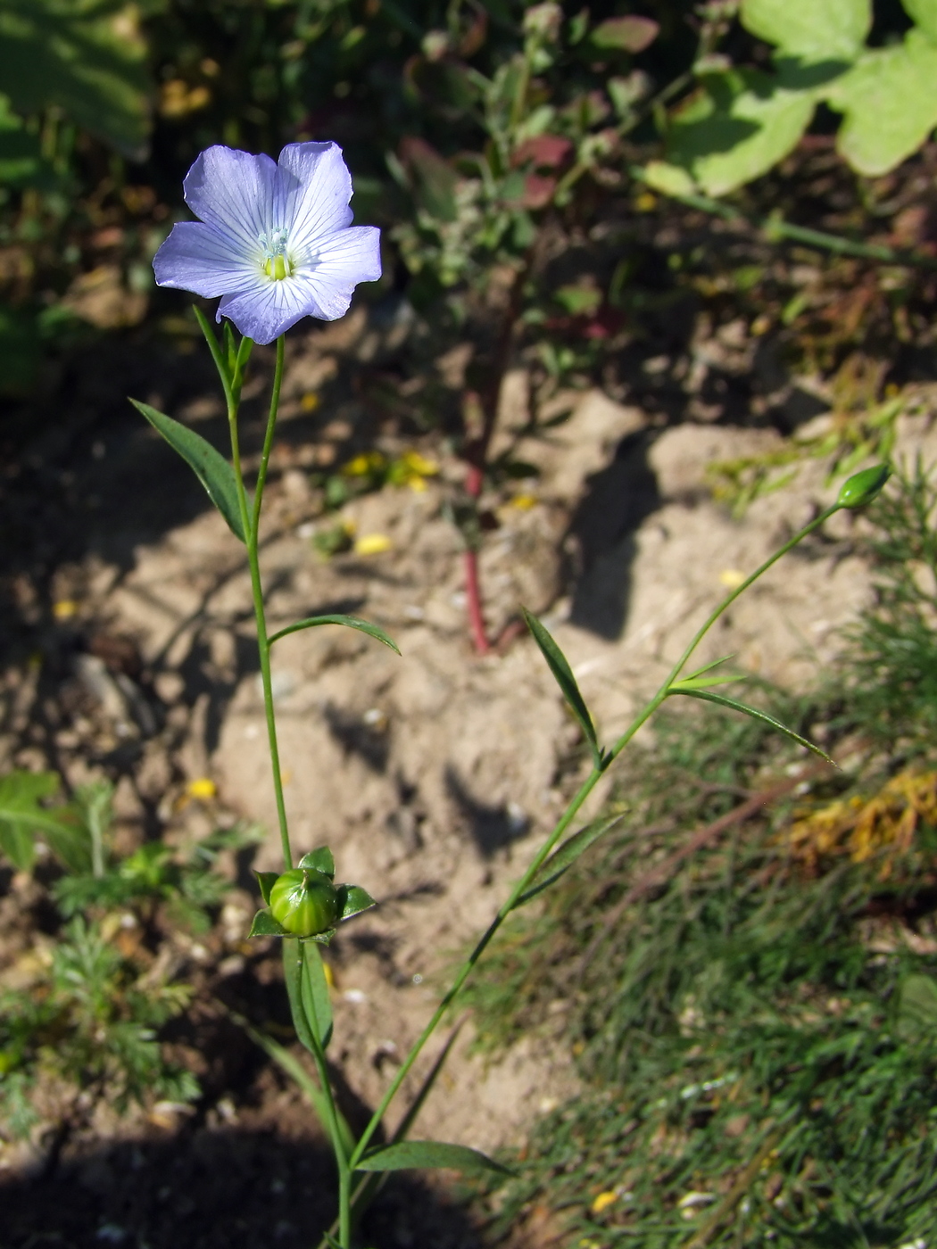 Image of Linum usitatissimum specimen.