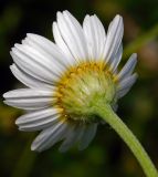 Anthemis austriaca