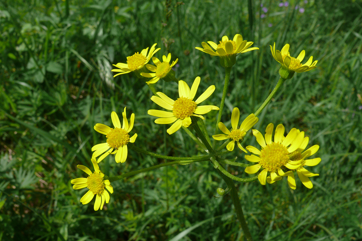 Image of genus Tephroseris specimen.