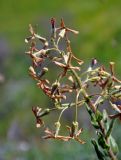 Hesperis tristis