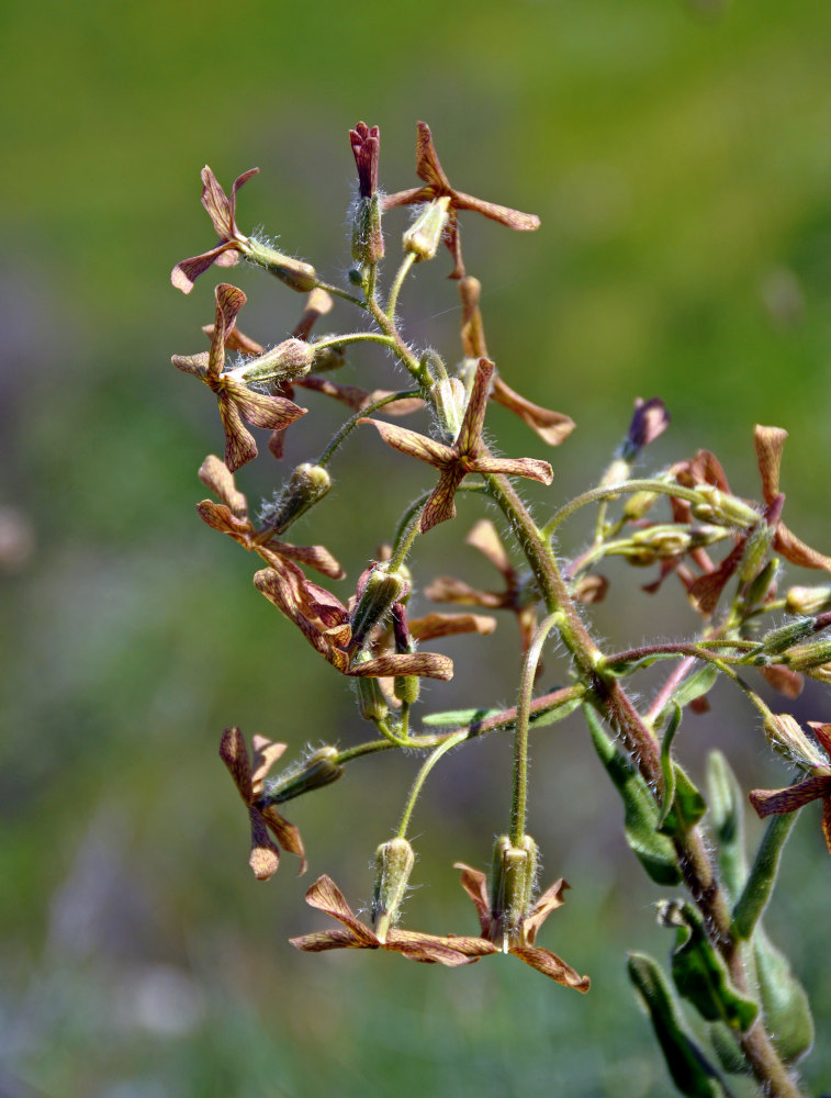 Image of Hesperis tristis specimen.