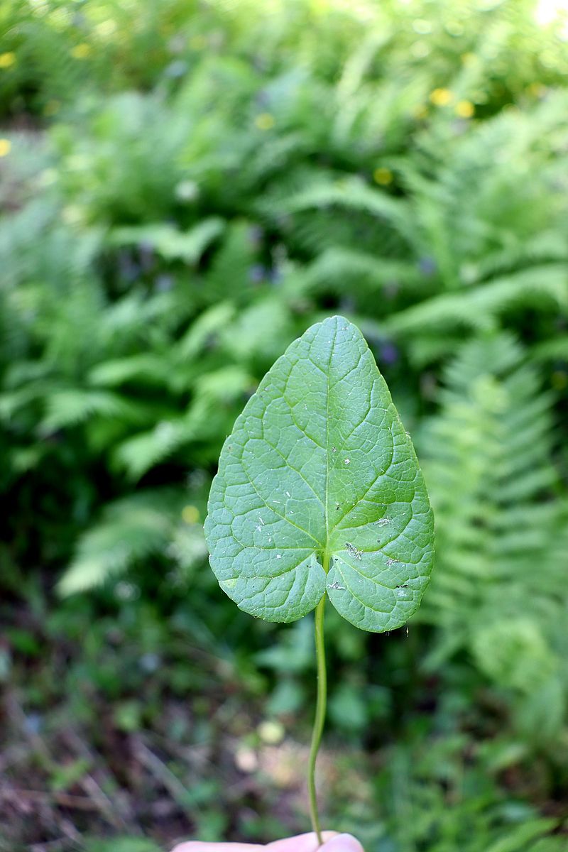 Изображение особи Phyteuma spicatum.