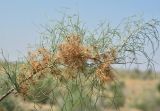 Calligonum eriopodum
