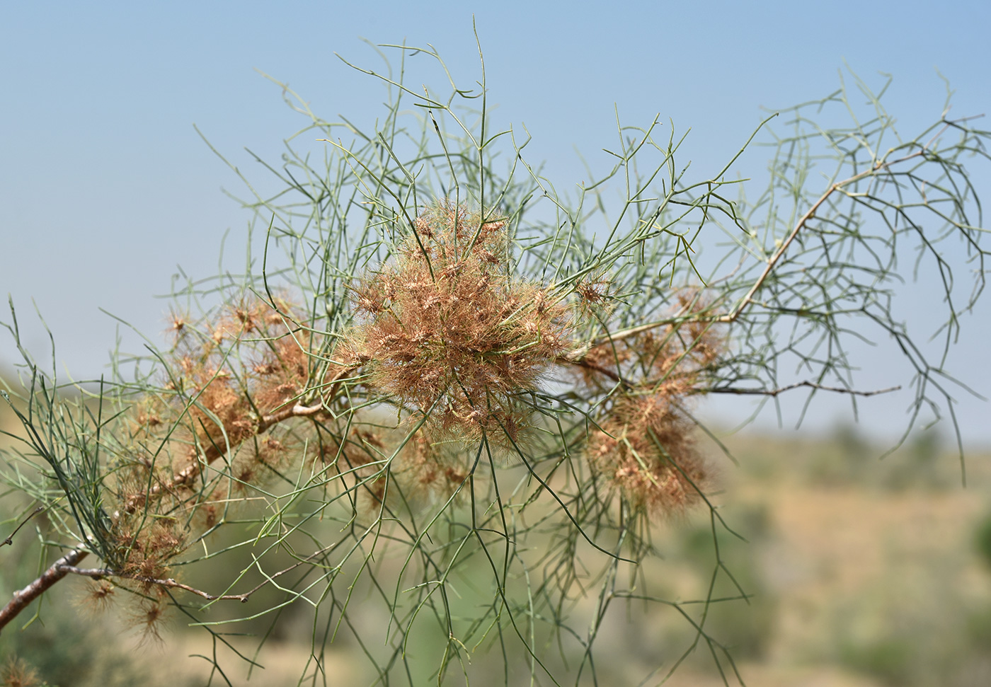 Image of Calligonum eriopodum specimen.