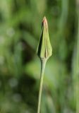 Tragopogon orientalis