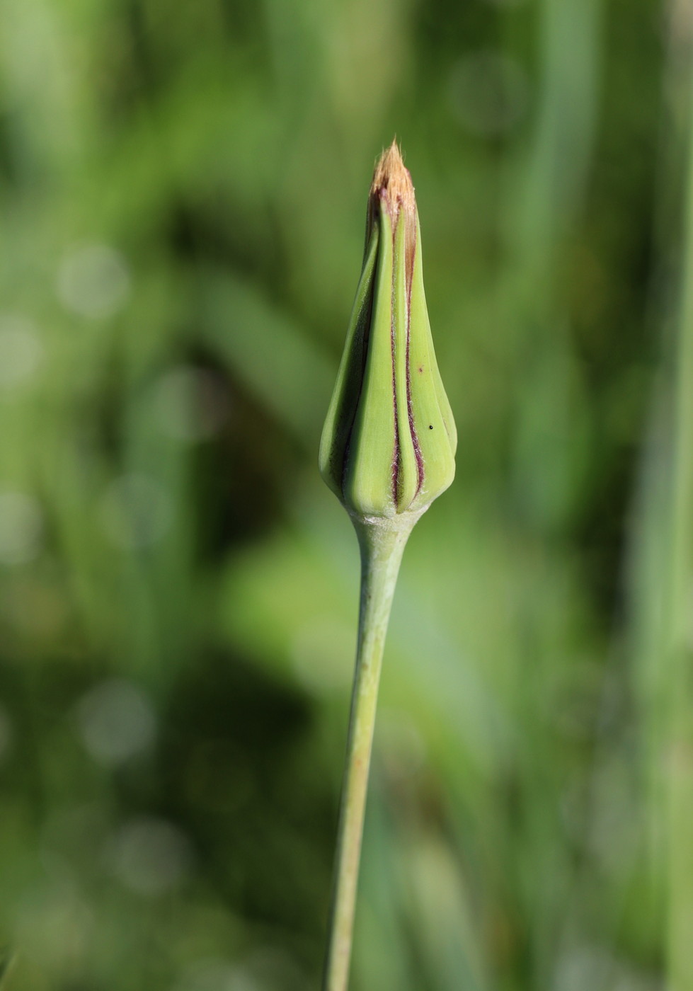 Изображение особи Tragopogon orientalis.