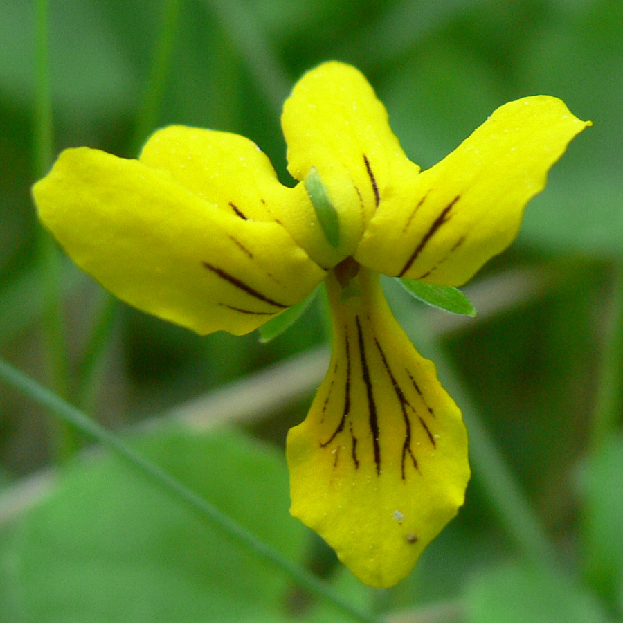 Image of Viola biflora specimen.