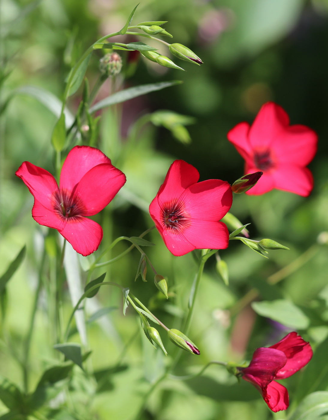 Image of Linum grandiflorum specimen.