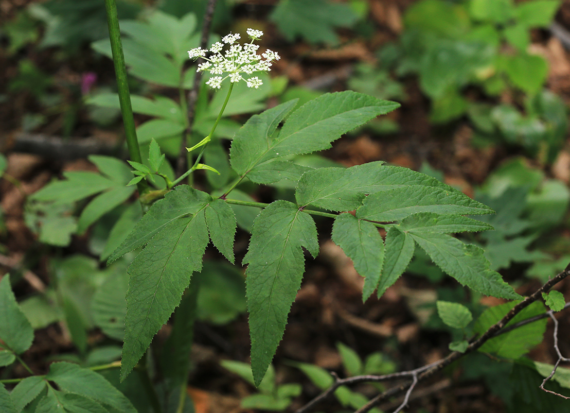 Image of Angelica czernaevia specimen.