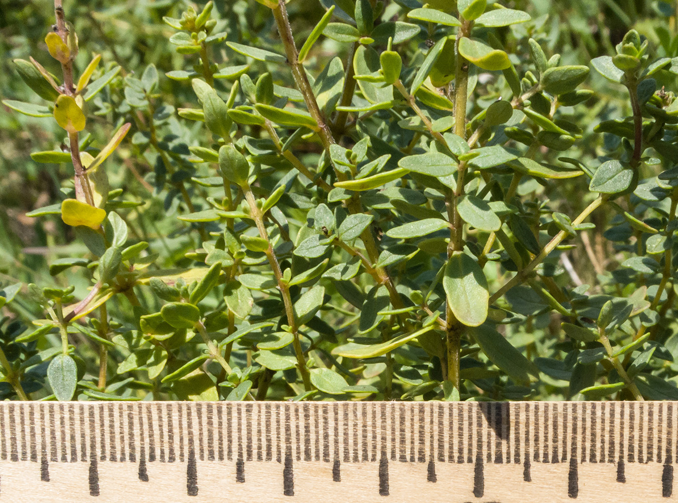 Image of Thymus pulchellus specimen.