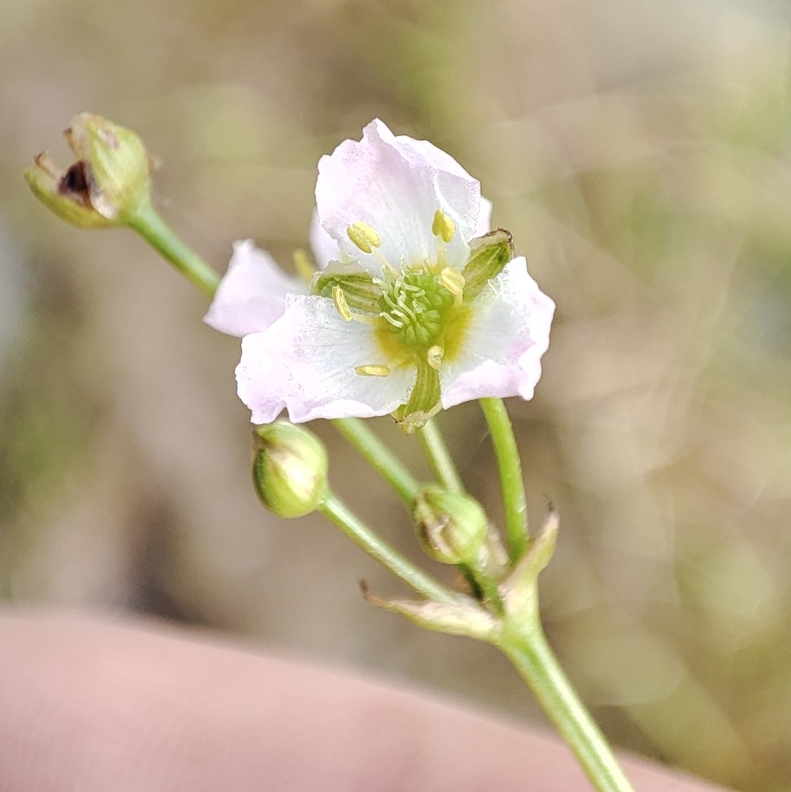 Image of genus Alisma specimen.