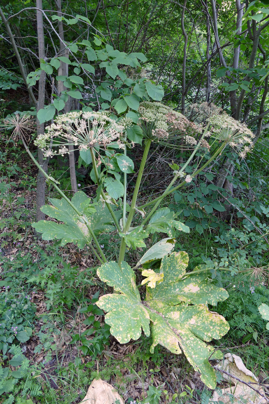 Изображение особи Heracleum stevenii.