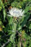 Centaurea cheiranthifolia