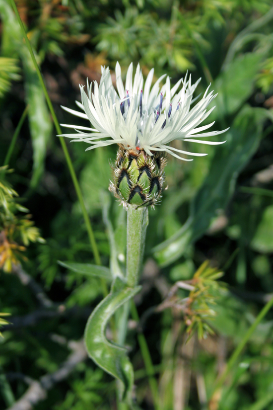 Image of Centaurea cheiranthifolia specimen.