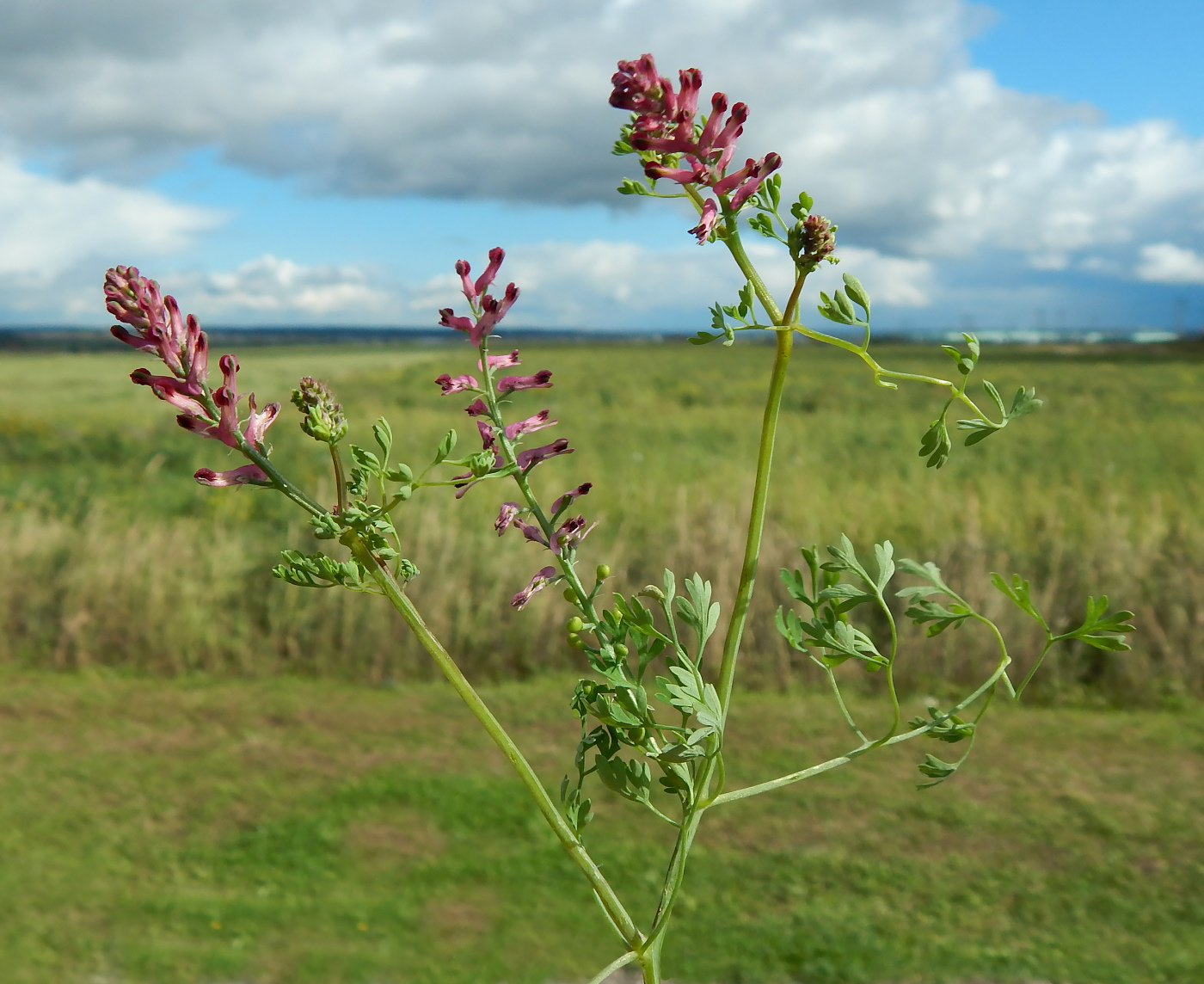 Изображение особи Fumaria officinalis.