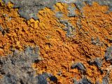 genus Xanthoria. Талломы на камне. Греция, Эгейское море, о. Сирос, окр. туристического местечка Кампос (Κάμπος), возле тропы. 26.04.2021.