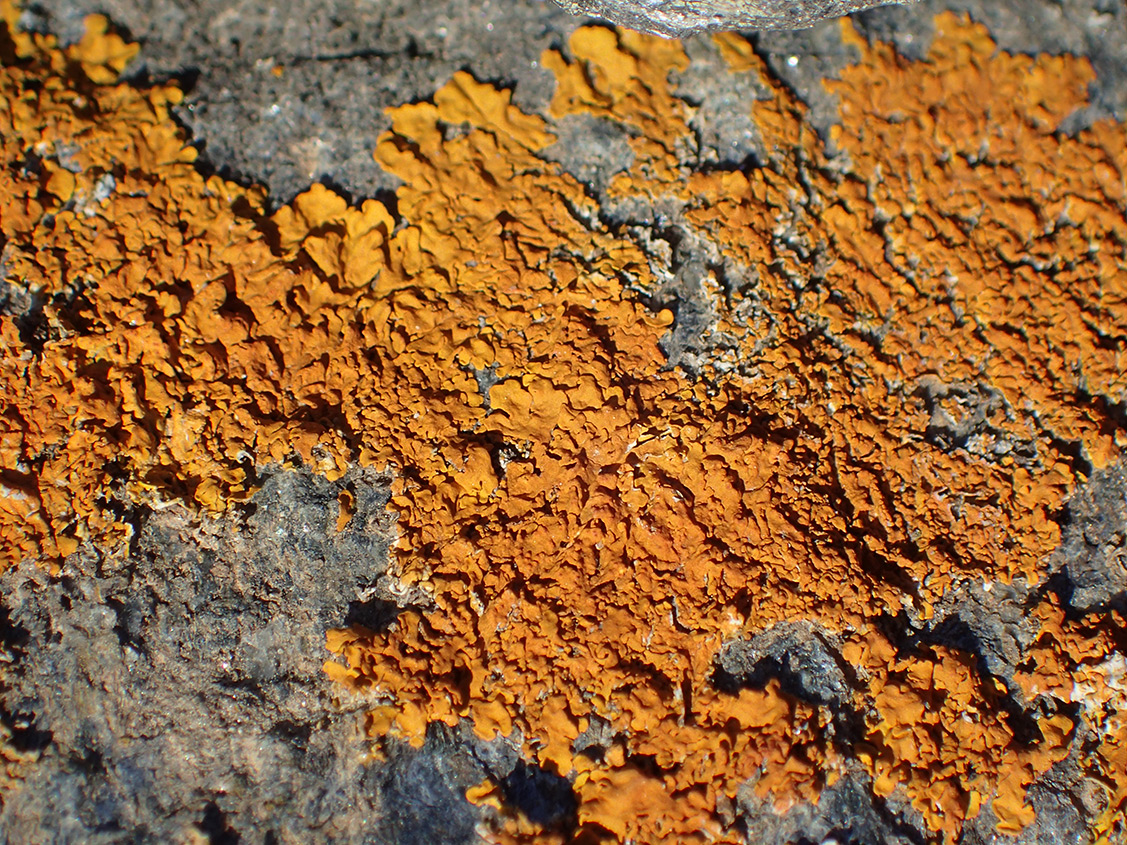 Image of genus Xanthoria specimen.