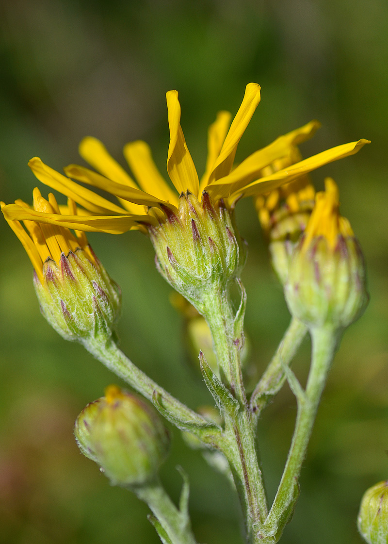 Изображение особи Senecio buschianus.