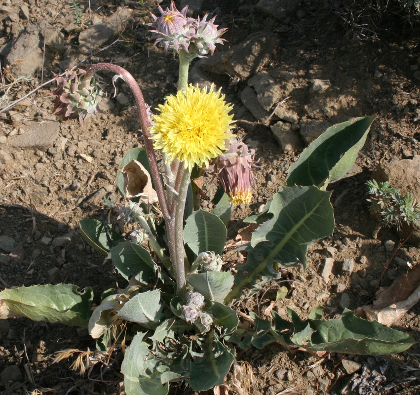 Image of Taraxacum sonchoides specimen.