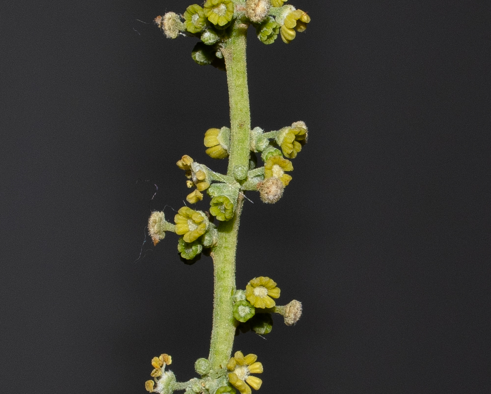 Image of Pappea capensis specimen.