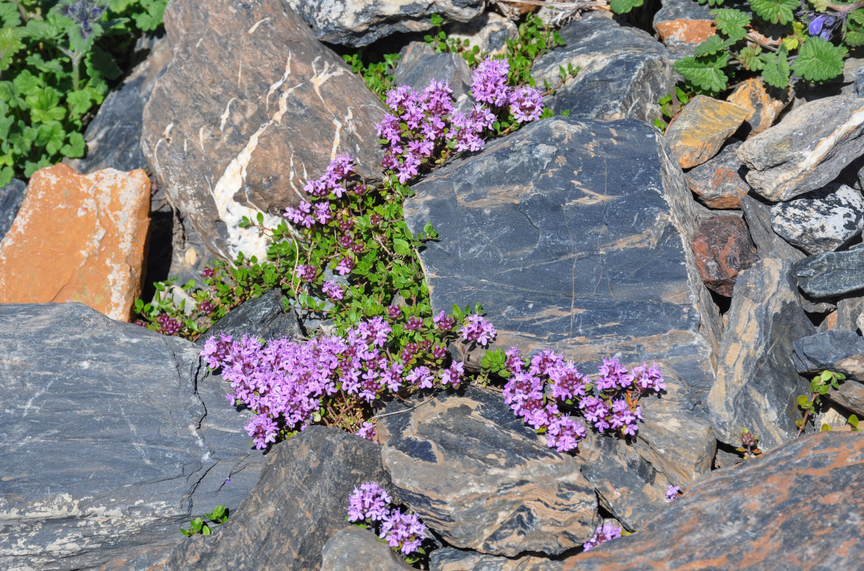 Image of genus Thymus specimen.