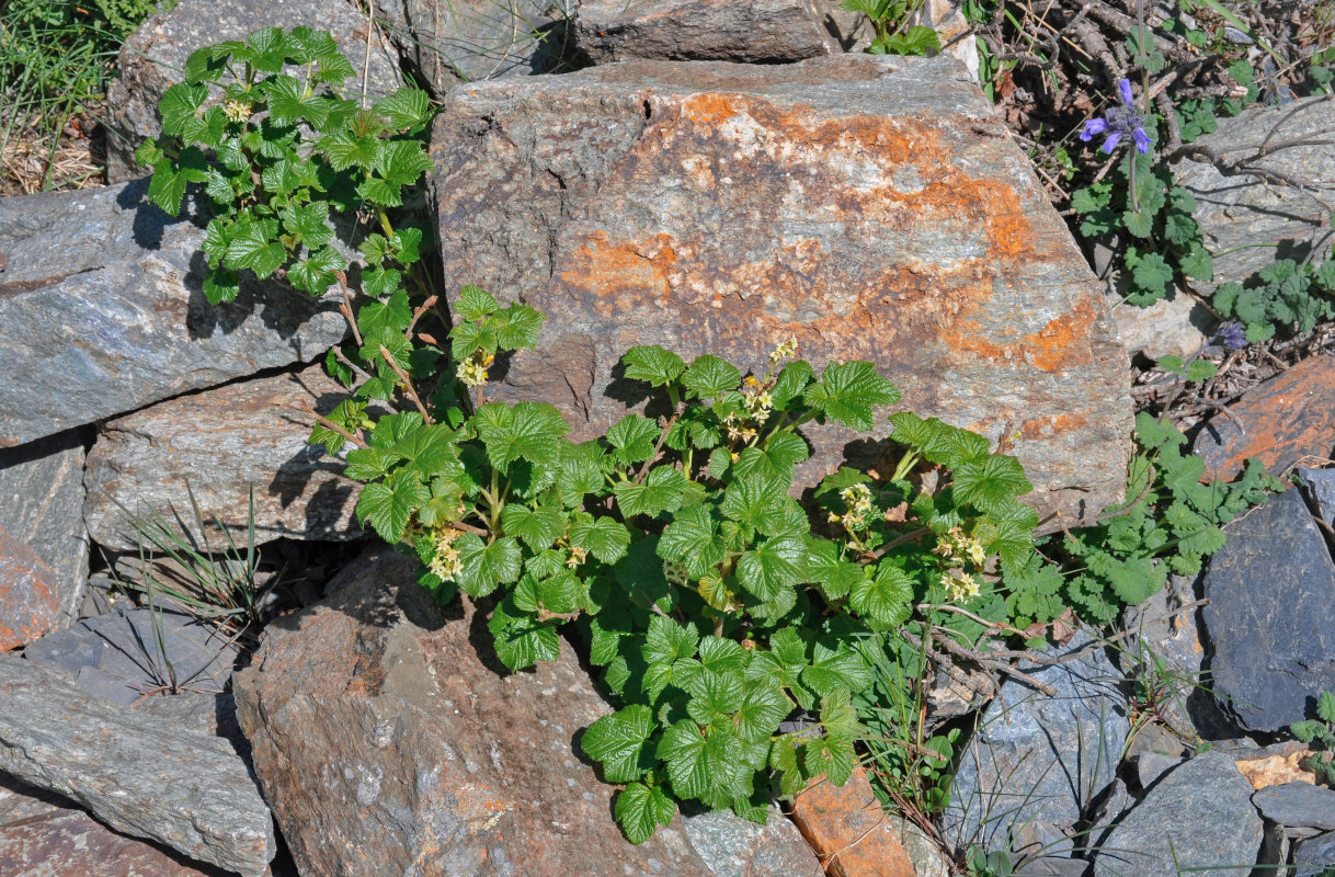 Image of Ribes graveolens specimen.