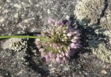 genus Allium