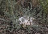 Astragalus dolichophyllus