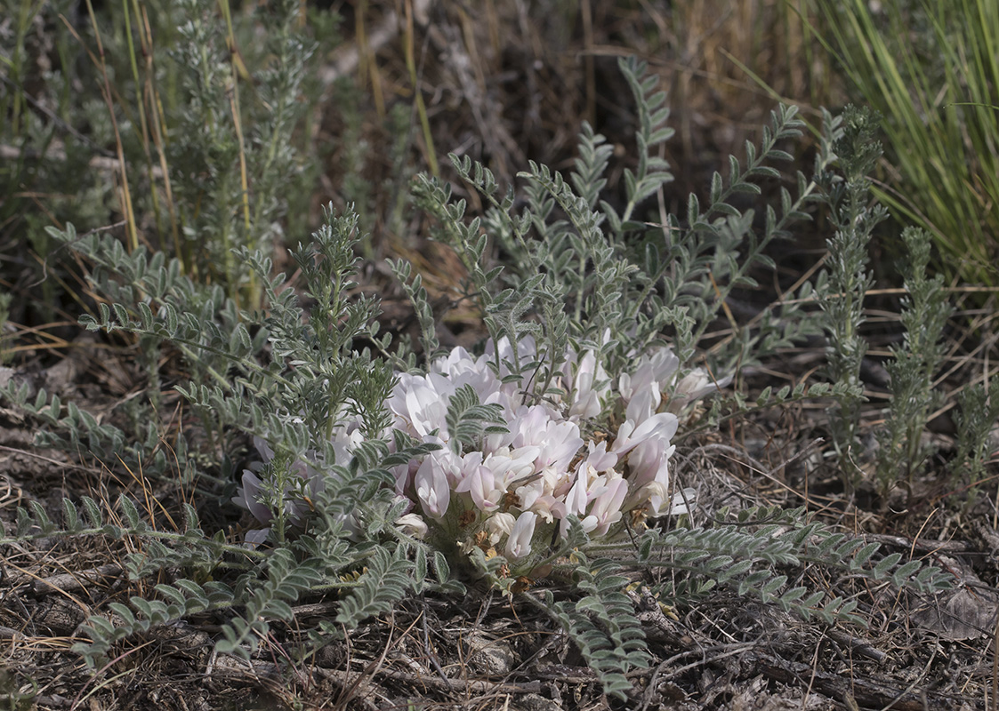 Image of Astragalus dolichophyllus specimen.