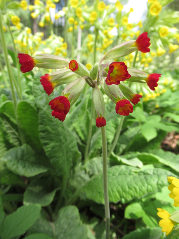 Изображение особи Primula veris.