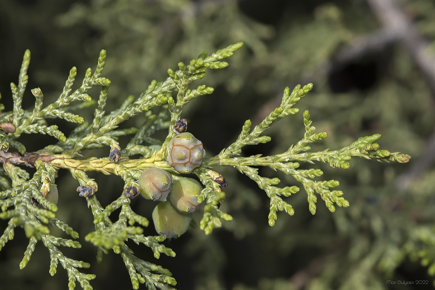 Image of Juniperus excelsa specimen.