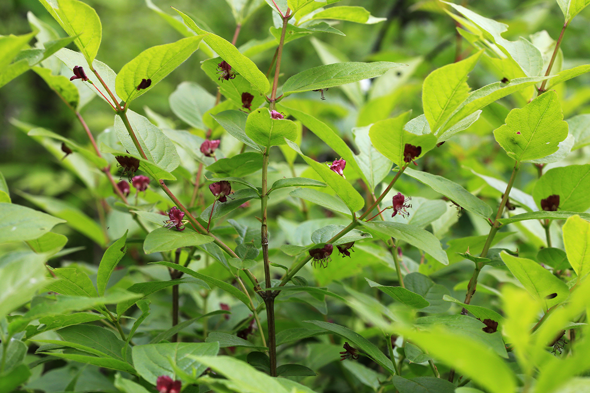 Image of Lonicera maximowiczii specimen.