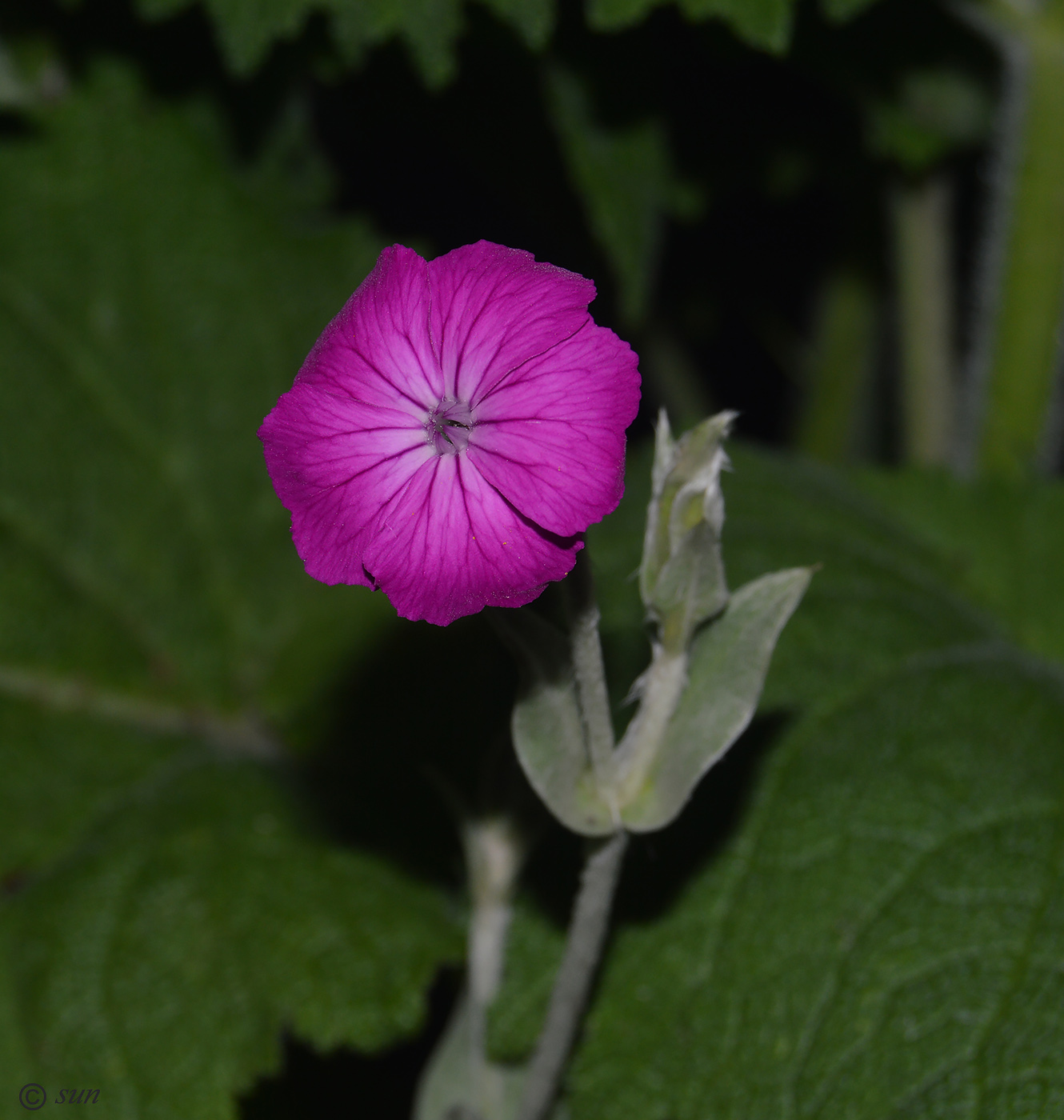 Image of Lychnis coronaria specimen.