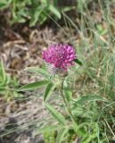 Trifolium alpestre. Верхушка растения с развивающимся соцветием с бутонами. Республика Ингушетия, Джейрахский р-н, окр. урочиша Кашети, высота ок. 1850 м н.у.м., луг. 18 июня 2022 г.