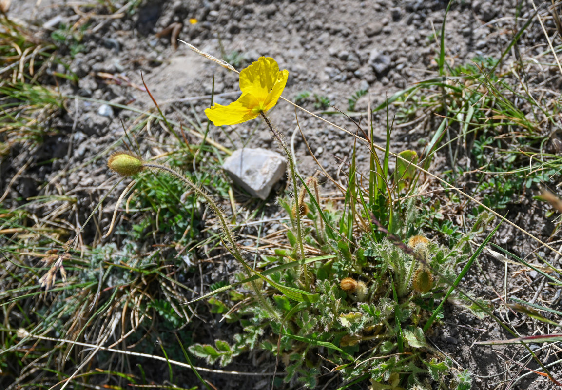 Image of Papaver croceum specimen.