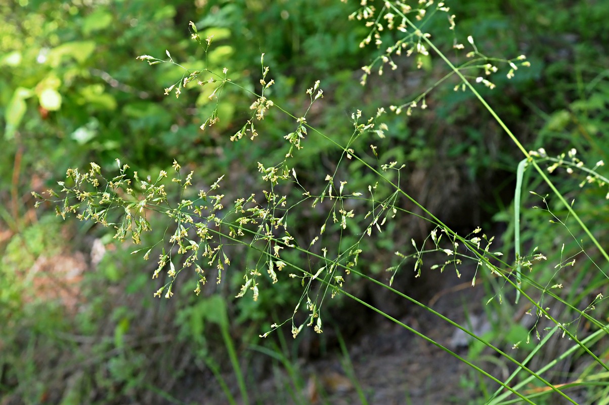 Изображение особи Poa nemoralis.