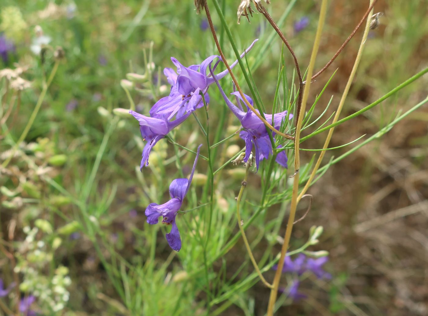 Image of Delphinium consolida specimen.