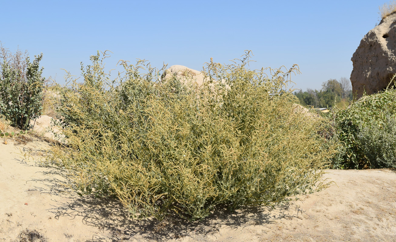 Image of Atriplex ornata specimen.