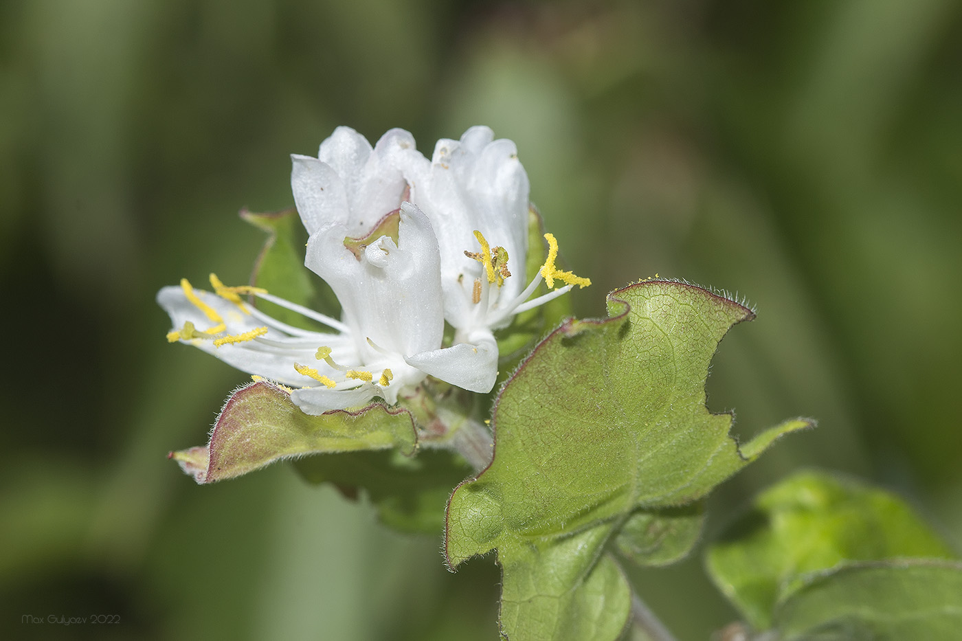 Image of genus Lonicera specimen.