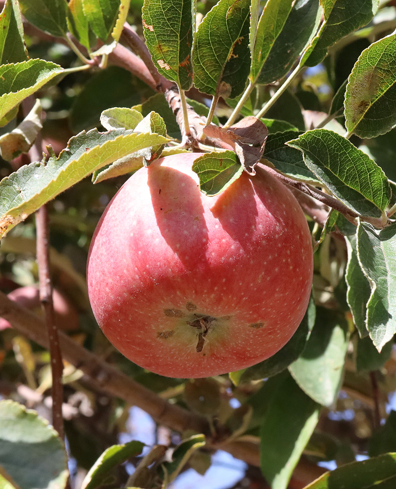 Image of Malus domestica specimen.