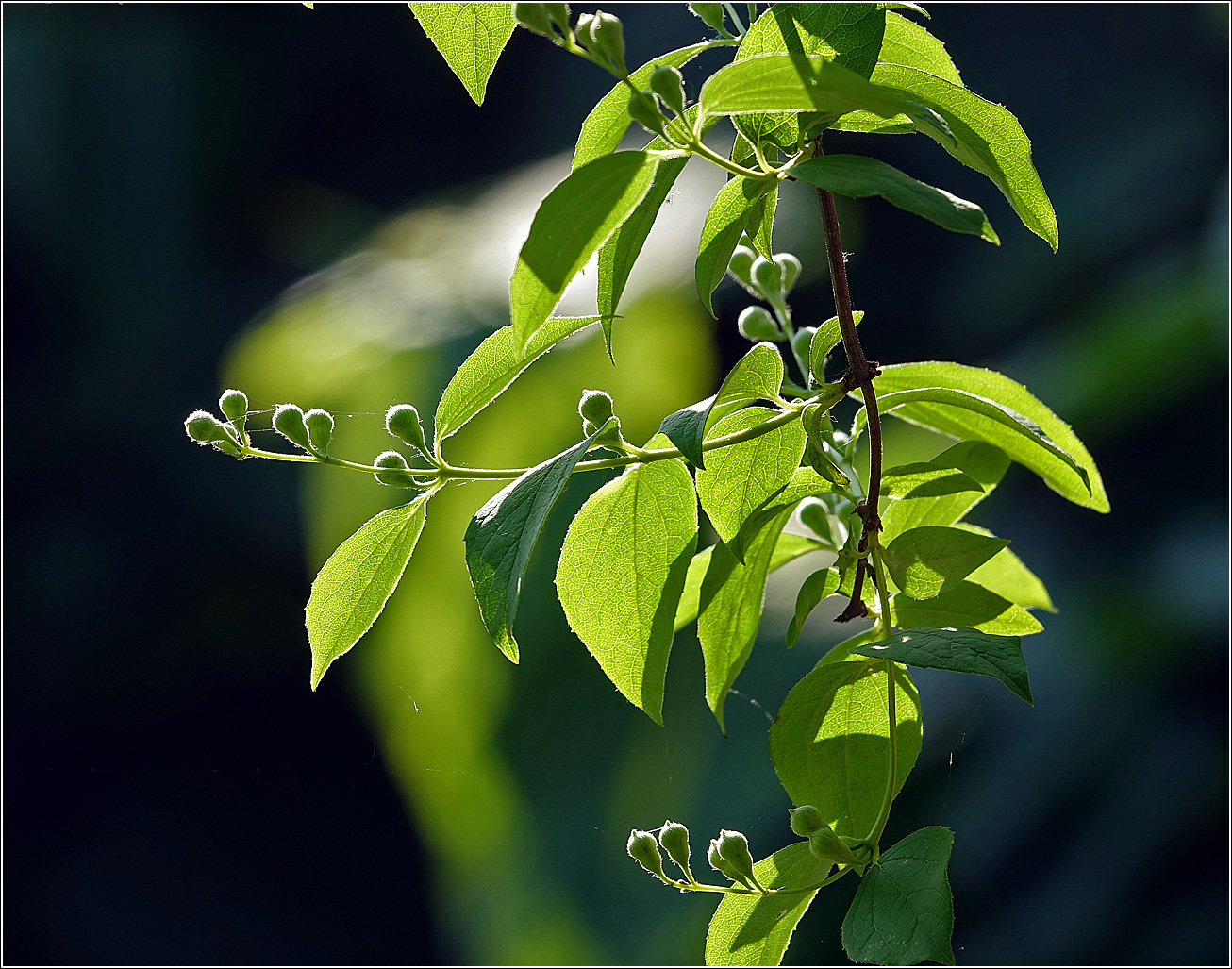 Изображение особи Philadelphus pubescens.