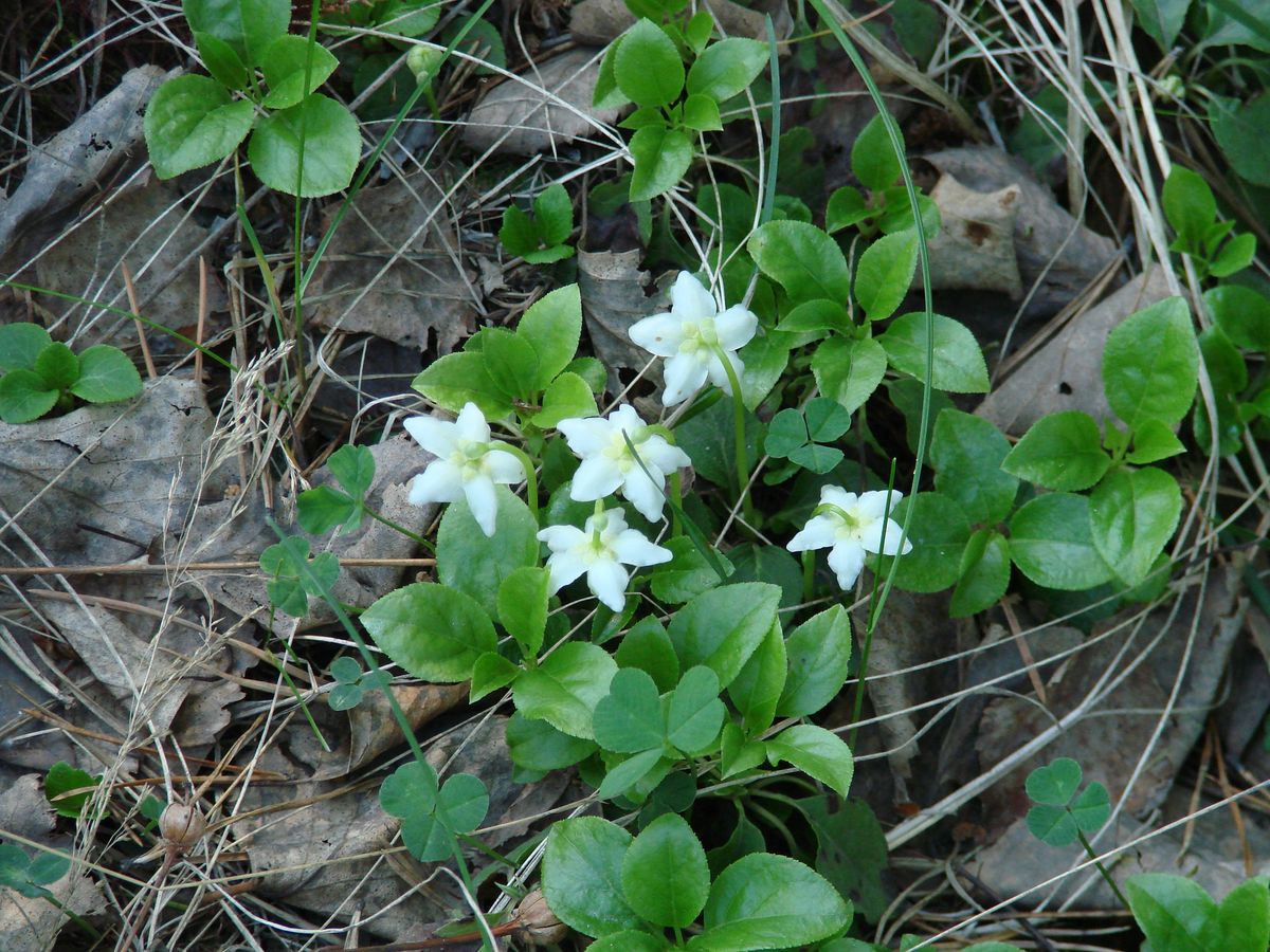 Image of Moneses uniflora specimen.