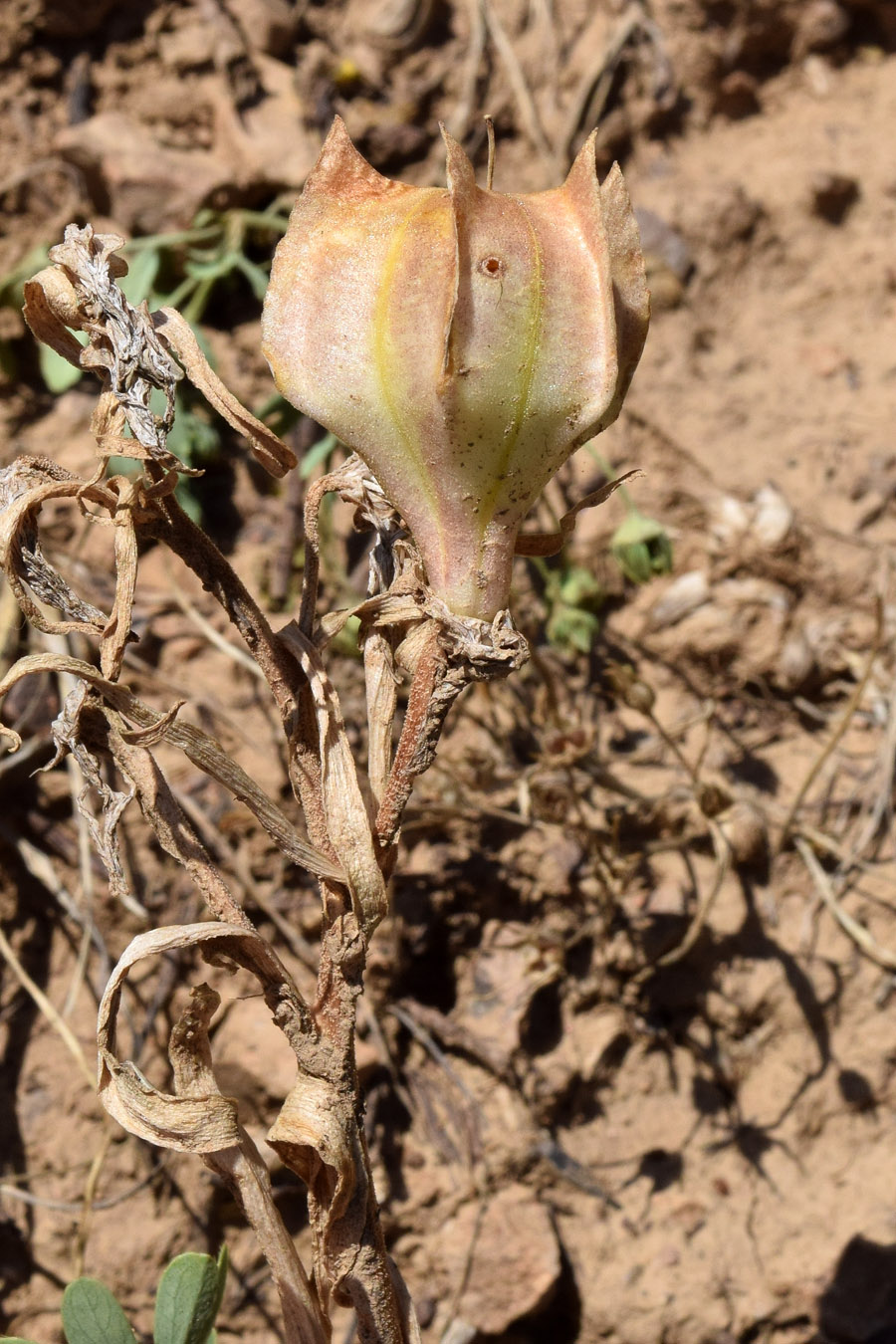 Image of Rhinopetalum stenantherum specimen.