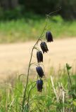 Fritillaria ussuriensis